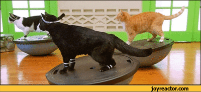 Cat Gym GIF - Find & Share on GIPHY