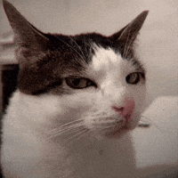 GIF cat side eye para Instagram