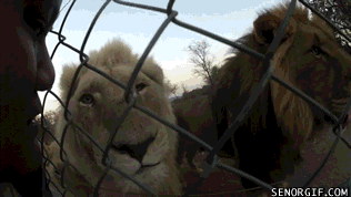 Cheezburger funny animals kisses lions