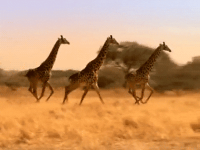 Image result for giraffe gif