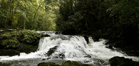 nature beauty cinemagraph green waterfall
