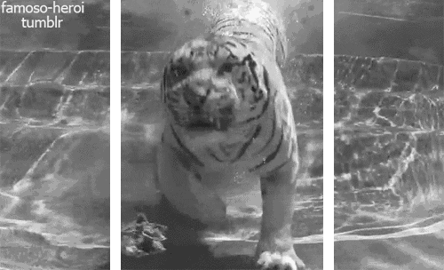 Guarda con el tigre que se te sale de la pantalla del celu. :D