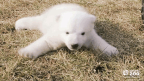 Polar Bear Baby Gif Find Share On Giphy