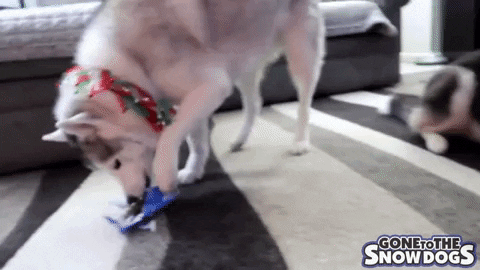 A dog ripping open wrapping paper for his gift inside