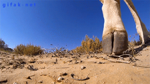 Giant Giraffe best Gif