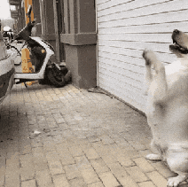 Good boi helps in parking in dog gifs