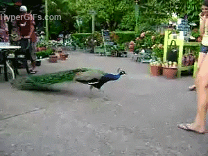 giphy.gif