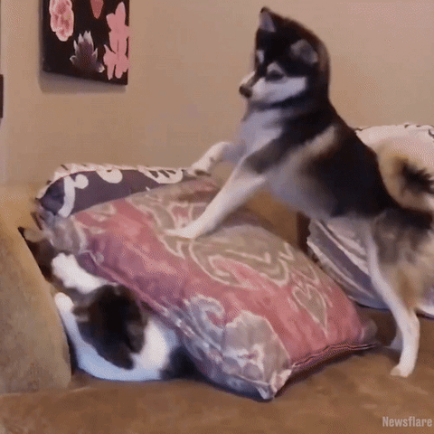 perrito molestando a un gato en los cojines del sillón