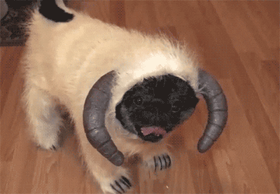 everything pug costume gif find on giphy everything pug costume gif find on giphy