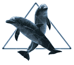 dolphin triangle