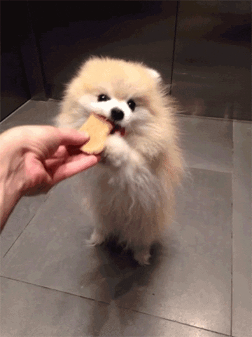 cão comendo petisco