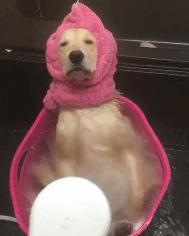 Shampoo neutro - banho inverno cachorro