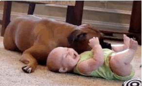 boxer and baby