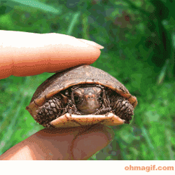 Mike Hunts Pet Turtle - CHAMP Logo