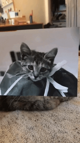 Years apart in cat gifs