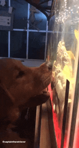 Doggo love fishes in dog gifs