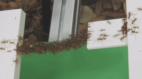 WTF Nature in funny gifs