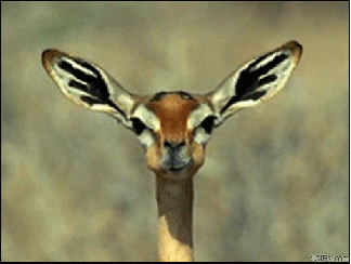 food animal eat giraffe chewing