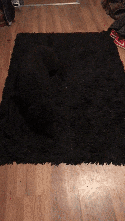 How to Clean a Rug Properly Tips Guides | Black Doggo Laying on Black Rug Sneaky