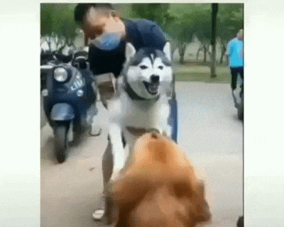 Dad save me in dog gifs