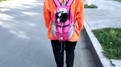 dog-carrier-backpack