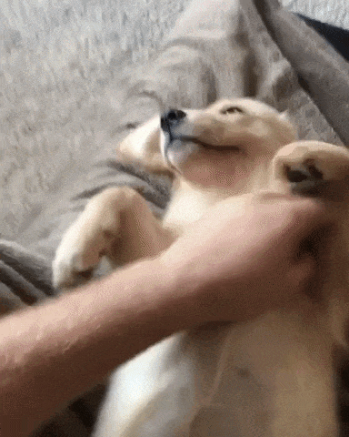 giphy-downsized-large.gif