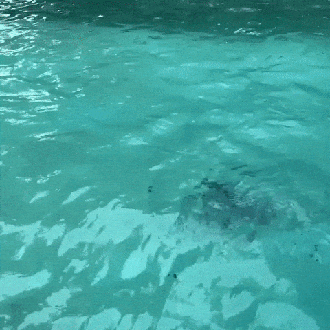 swimming with a float