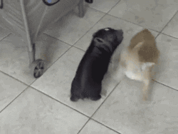 Puppy Playing GIF