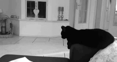 Black Cat GIF - Find & Share on GIPHY