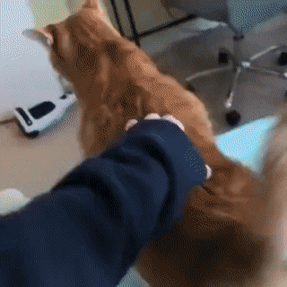 How dare you touch me in cat gifs