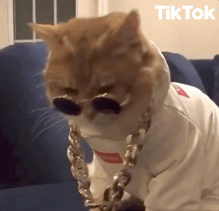TikTok de um gato opulento com corrente de ouro e óculos escuros