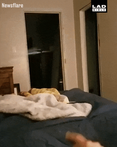 Outta nowhere in cat gifs
