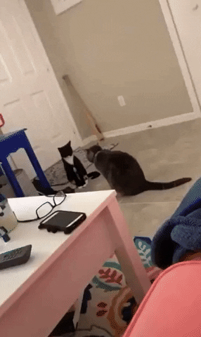 Two catto ritual in cat gifs