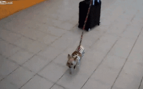 vacation traveling suitcase dog airport
