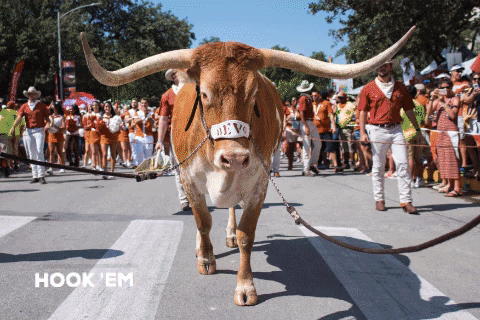 Texas Longhorns GIF