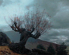 Harry Potter I Love The Whomping Willow So Much GIF - Find & Share on GIPHY