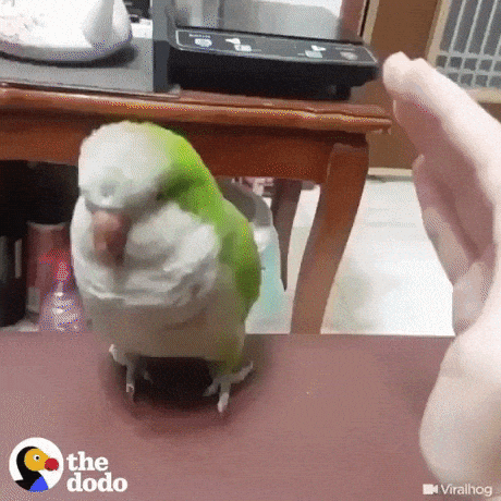 Magnetic bird in funny gifs