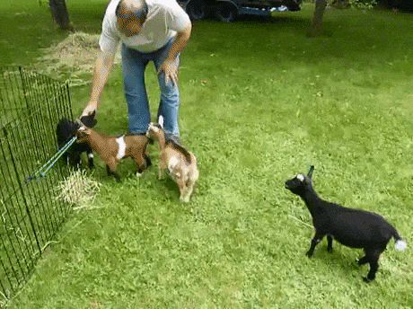 Nobody is safe aroung this goat in funny gifs