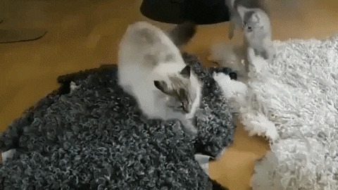 How to properly play with kittens