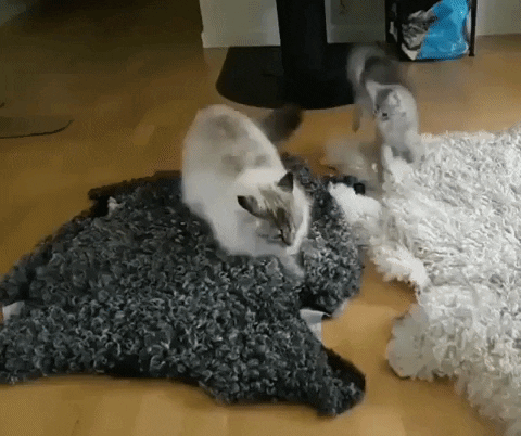 How to properly play with kittens in cat gifs