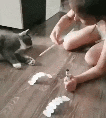 Cat be like what sorcery is this in funny gifs