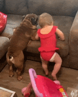 Lets climb together in dog gifs