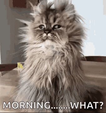 Good Morning GIF - Find & Share on GIPHY