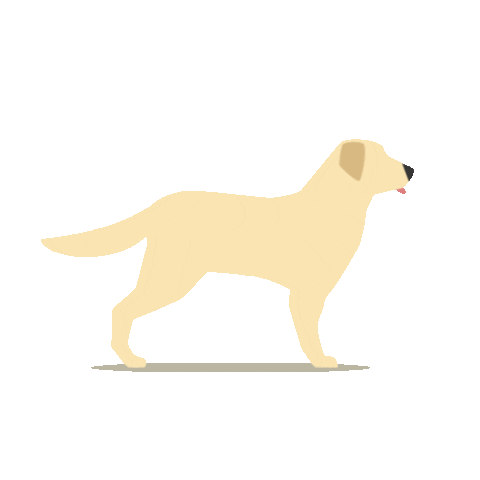 Yellow Lab wagging tail GIF