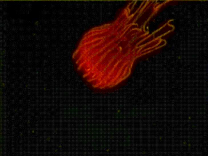 Bioluminescence GIFs Find & Share on GIPHY