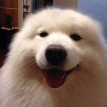 Happy, Smiling Samoyed Dog Winks Cute Adorable
