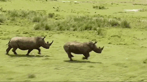 Rhinos GIFs - Find & Share on GIPHY