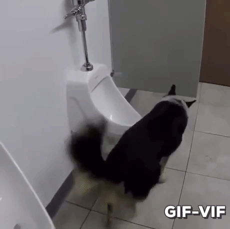 Dog Bathroom Etiquette in animals gifs
