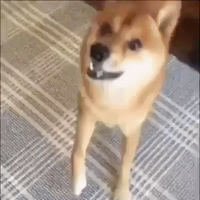 Dancing Dog in funny gifs