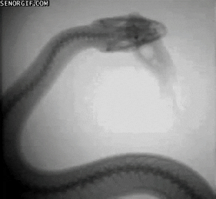 Snake Mouse GIF - Find & Share on GIPHY
